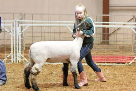 Wetumka local livestock show