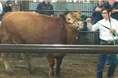 Stuart hosts annual livestock show