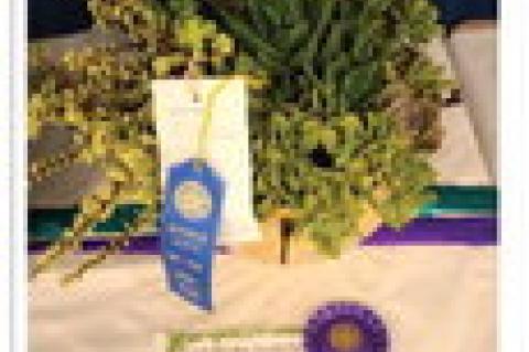 Okfuskee County Free Fair