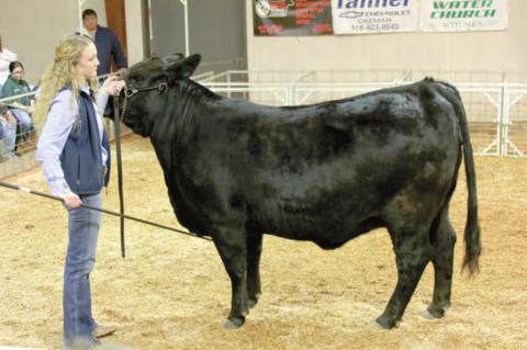 Wetumka local livestock show