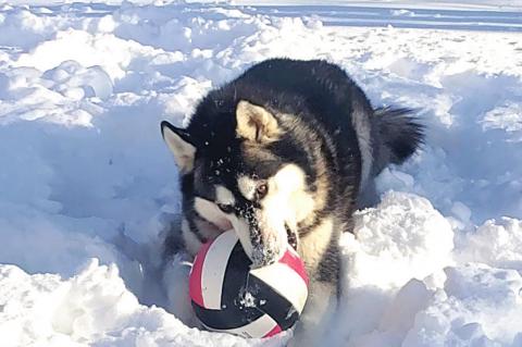 THIS MAJESTIC DOG