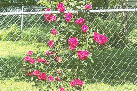 Sue Wilbourn’s amazing yard full of beautiful flowers and plants