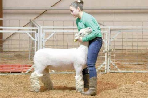 Wetumka local livestock show