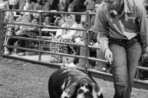 Moss Local Livestock Show