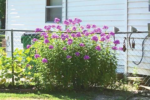 Sue Wilbourn’s amazing yard full of beautiful flowers and plants