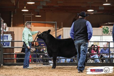 Moss 4H Member Karson Nolen won Champion Intermediate Cattle Showmanship
