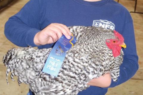 Blue Ribbon Chickens are Egg-cellent!