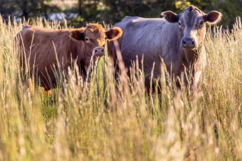 Meet OKFB’s 2021 Farm & Ranch Family Recognition recipient