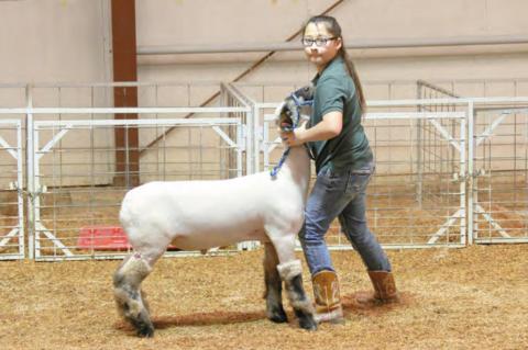 Wetumka local livestock show