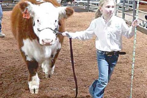 Moss local livestock show winners