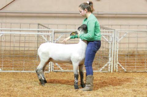 Wetumka local livestock show