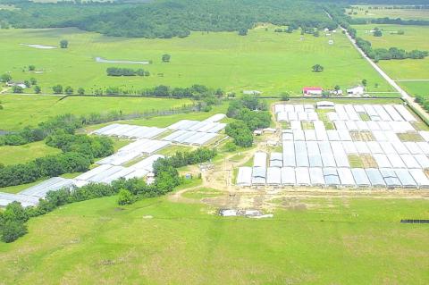 19 Marijuana Farms in Wetumka/Dustin Area Chinese Investors Believed to be Reason for Growth