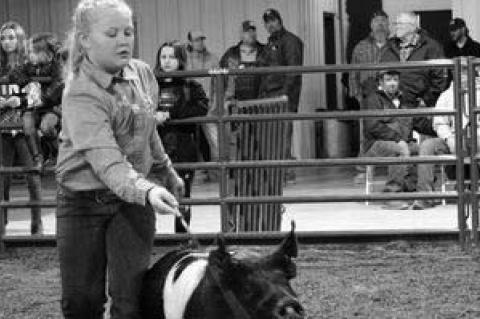 Moss Local Livestock Show