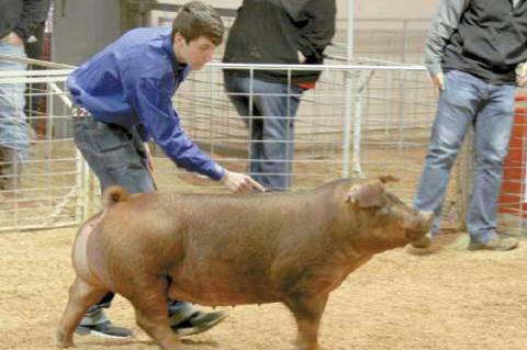 Wetumka local livestock show