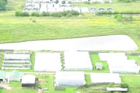 ILLEGAL POT FARM BUSTED NORTH OF YEAGER