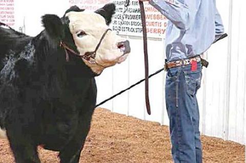 Moss local livestock show highlights