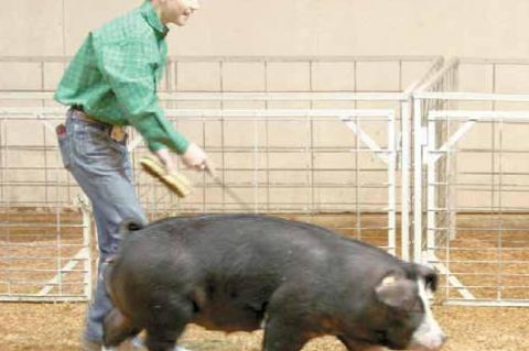 Wetumka local livestock show