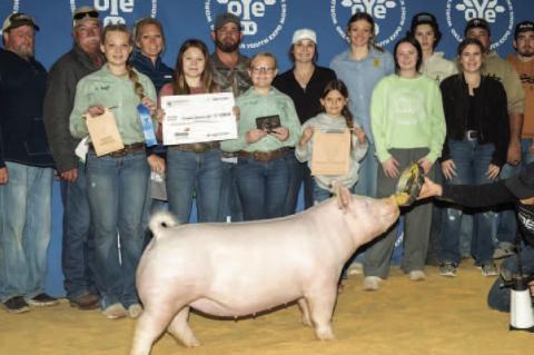GINELLE HUFF WINS BREED CHAMPION YORK GILT AND MAKES NIGHT OF STARS GILT SALE AY OYE 2024.